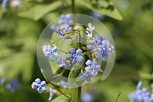 Brunnera macrophylla photo