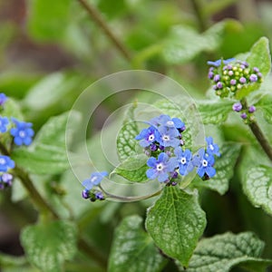 Brunnera macrophylla