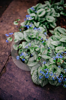 Brunnera Macrophylla Jack Frost with Blue Flowers photo