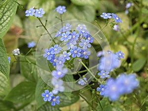 Brunnera macrophylla or largeleaf brunnera blue flowers closeup photo