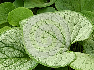 Brunnera macrophylla or largeleaf brunnera heart shaped leaf closeup photo