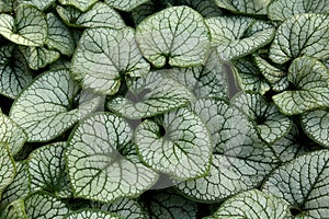 Brunnera Macrophylla Plant photo