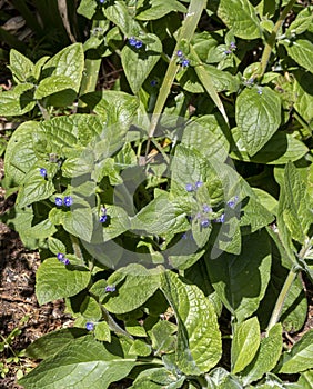 Brunnera macrophylla, the Siberian bugloss