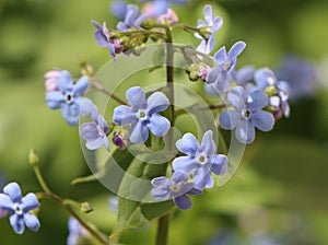 Brunnera macrophylla photo