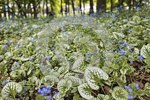 Brunnera macrophylla, the Siberian bugloss, great forget-me-not, largeleaf brunnera or heartleaf, is species of flowering plant in