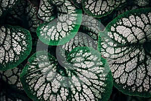 Brunnera macrophylla Silver leaves on the dark moody stile