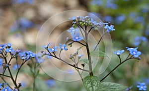 Brunnera macrophylla sprays of small blue flowers