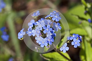 Brunnera macrophylla photo