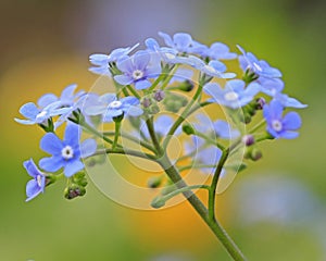 Brunnera