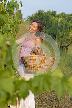 Brunnette girl in vineyard working on grape harvest with big wic