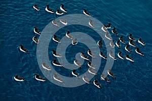 Brunnich's Guillemot, black and white bird in the dark blue water surface, art look, Svalbard, Norway