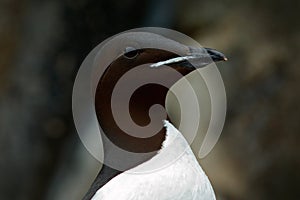 Brunnich's Guillemot, Uria lomvia, detail portrait white bird with black head sitting on the rock, Svalbard, Norway