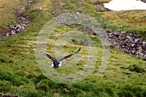 Brunnich`s guillemot Uria lomvia flying away