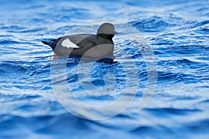 Brunnich`s Guillemot, Uria lomvia, white birds with black heads in the sea water, Svalbard, Norway. Beautiful rock with bird,