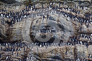 Brunnich's guillemots sitting on nesting ledges of