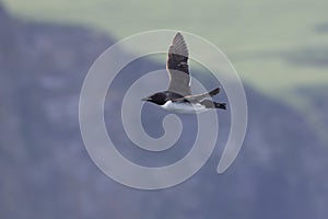 Brunnichs guillemot which flies against the background of rocky