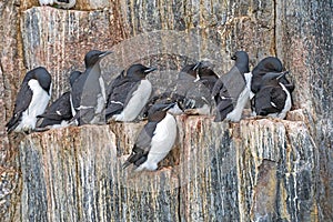 Brunnichs Guillemots Crowding on a Rocky Cliff