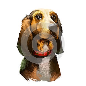 Bruno Jura Hound dog breed isolated on white background digital art illustration. Hunting hound dog head portrait, clipart