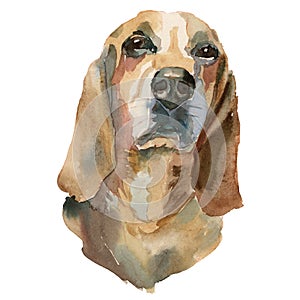 The Bruno Jura hound watercolor hand painted dog portrait photo