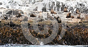 Bruny Island, Tasmania