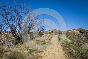 Brush Alongside California Hiking Trail