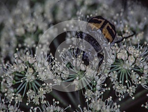 Brush beetle crawls on umbels