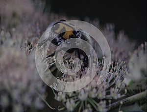 Brush beetle crawls on umbels