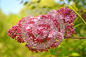 Brush of the blossoming lilac of hyacinthine Syringa hyacinthiflora Rheder