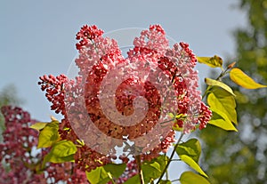 Brush of the blossoming lilac of hyacinthine (Syringa hyacinthiflora Rheder)