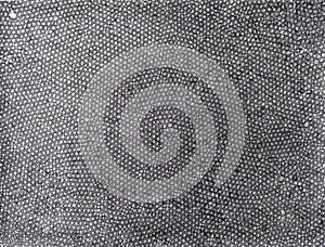 Brush border. Microvilli