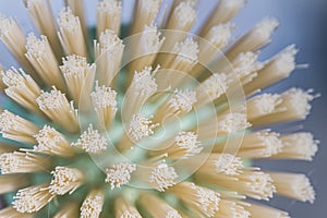 brush bristles close up