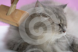 Brush the cat fur comb on a wooden table