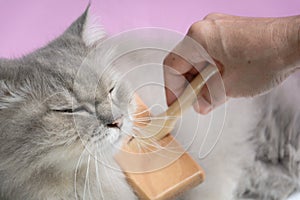 Brush the cat fur comb on a wooden table