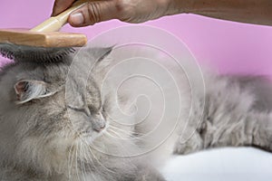 Brush the cat fur comb on a wooden table