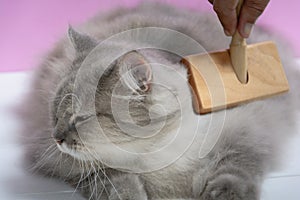 Brush the cat fur comb on a wooden table