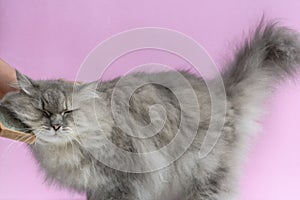 Brush the cat fur comb on a wooden table