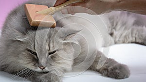 Brush the cat fur comb on a wooden table