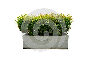 Syzygium australe Australian Rose Apple trees in a square cement pot, isolated on white background. photo
