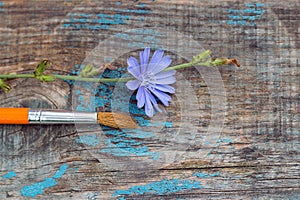 Brush and chicory flower on old wooden board