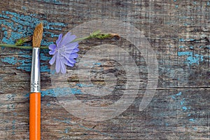 Brush and chicory flower on old wooden board