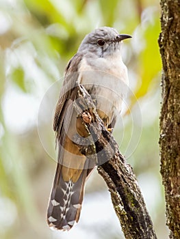 Brush Cuckoo in Queensland Australia photo