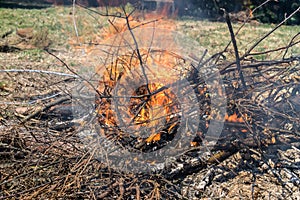 Brush fire in a backyard