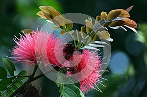 Brush flower photo