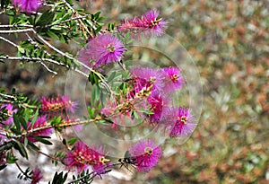 Brush flower photo