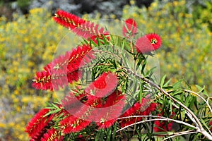 Brush flower photo