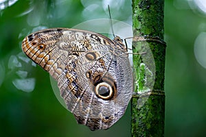 The brush-footed butterfly Caligo telamonius