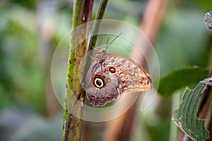 The brush-footed butterfly Caligo telamonius