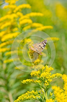 Brush-footed butterfly on goldenrod