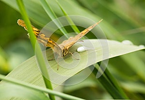 Brush-footed Butterfly on smooth leaf with raindrop