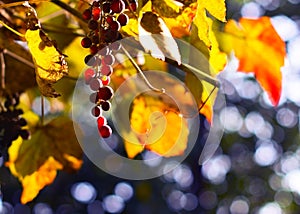 Brush of grapes sunlit